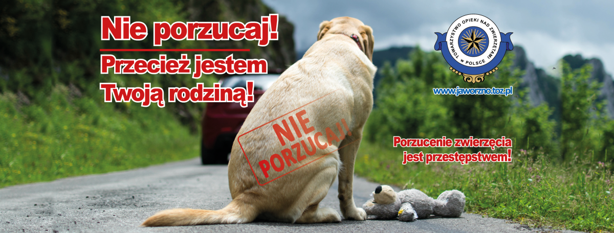 TOZ Jaworzno szuka środków, aby pokryć koszty leczenia kotów