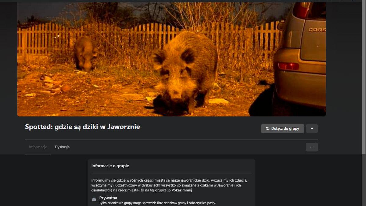 Spotted: gdzie są dziki w Jaworznie - nowa grupa na Facebooku traktująca o jaworznickich dzikach