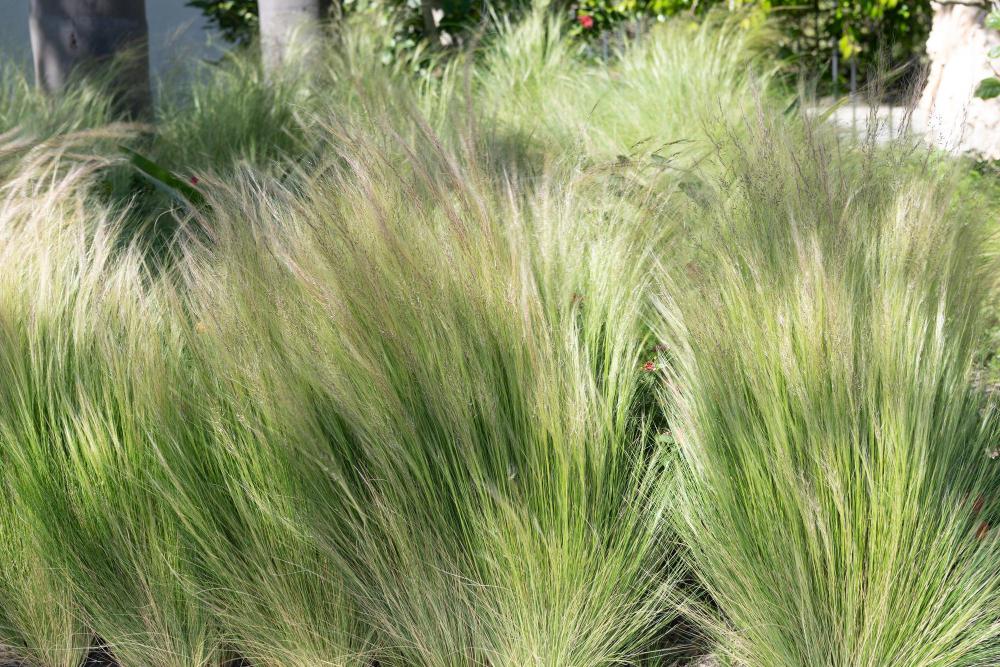 Stipa w ogrodzie – ciekawe aranżacje ze stipą w roli głównej