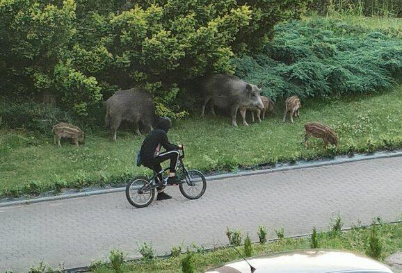 Dziki odwiedzają ul. Kolbego