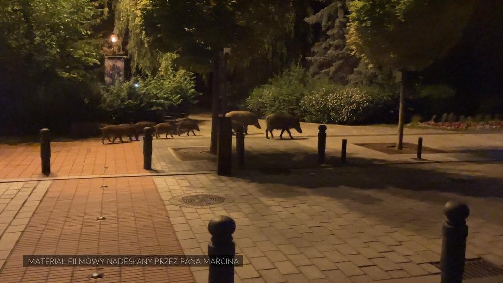 Dziki spacer po jaworznickim Rynku