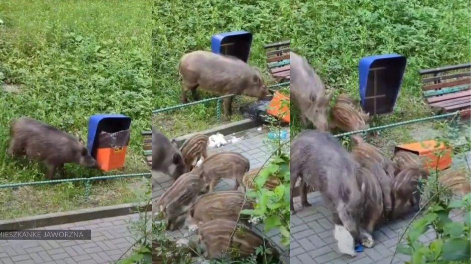 Dziki zdewastowały kosz na śmieci. Nie potrzebują pomocy, same sobie radzą ze zdobywaniem resztek jedzenia [Wideo]