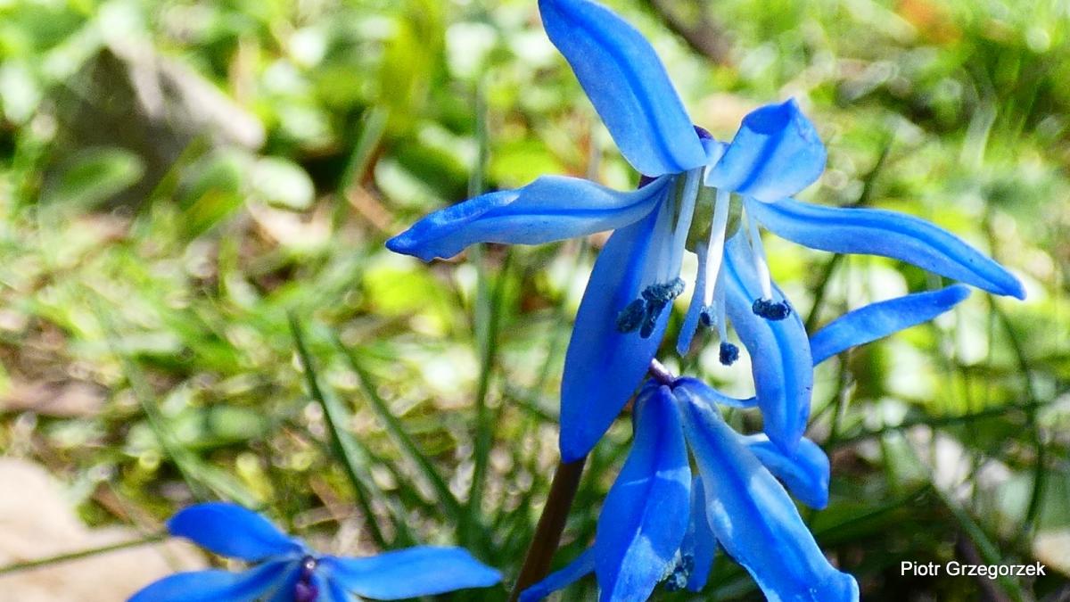 Cebulica syberyjska