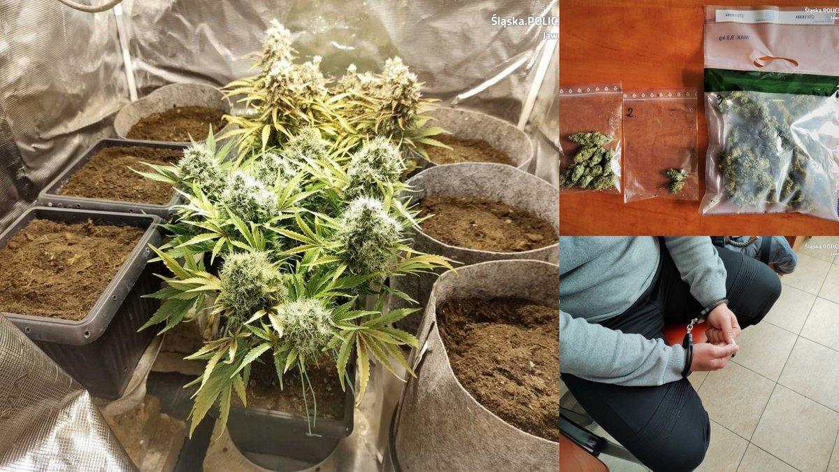 Domowa plantacja marihuany zlikwidowana na Borach