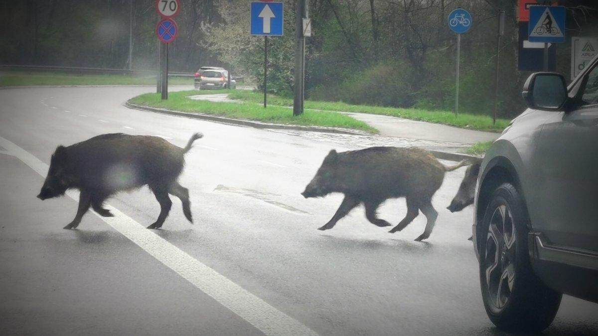 List: Ludzie w końcu zaczną zwalczać dziki na własną rękę