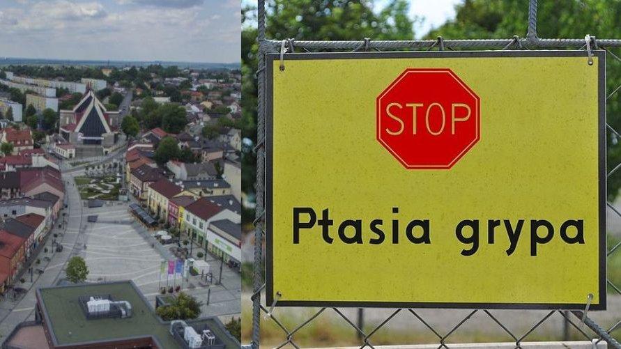 Jaworzno objęte strefą zakażenia ptasią grypą