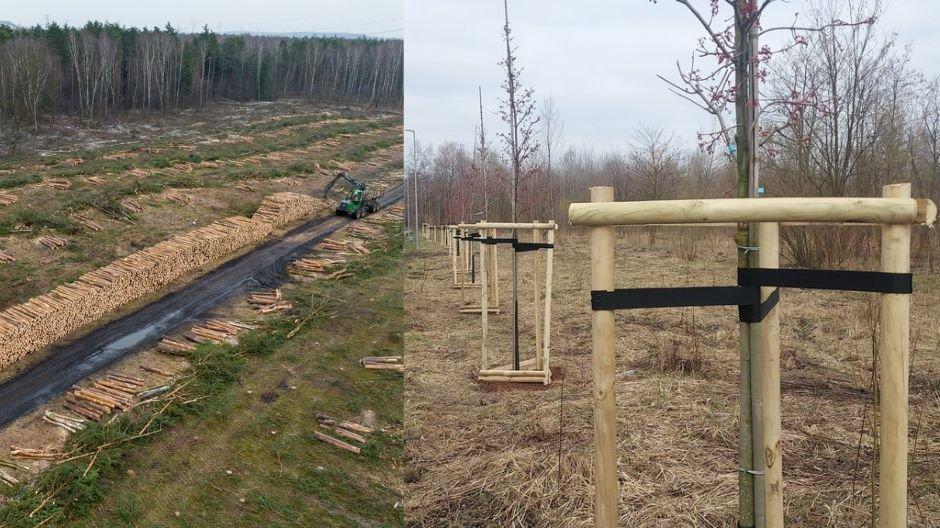 Nowe drzewa posadzone w Jaworznie. Czy choć w minimalnym stopniu wypełni to lukę po wycince lasu?
