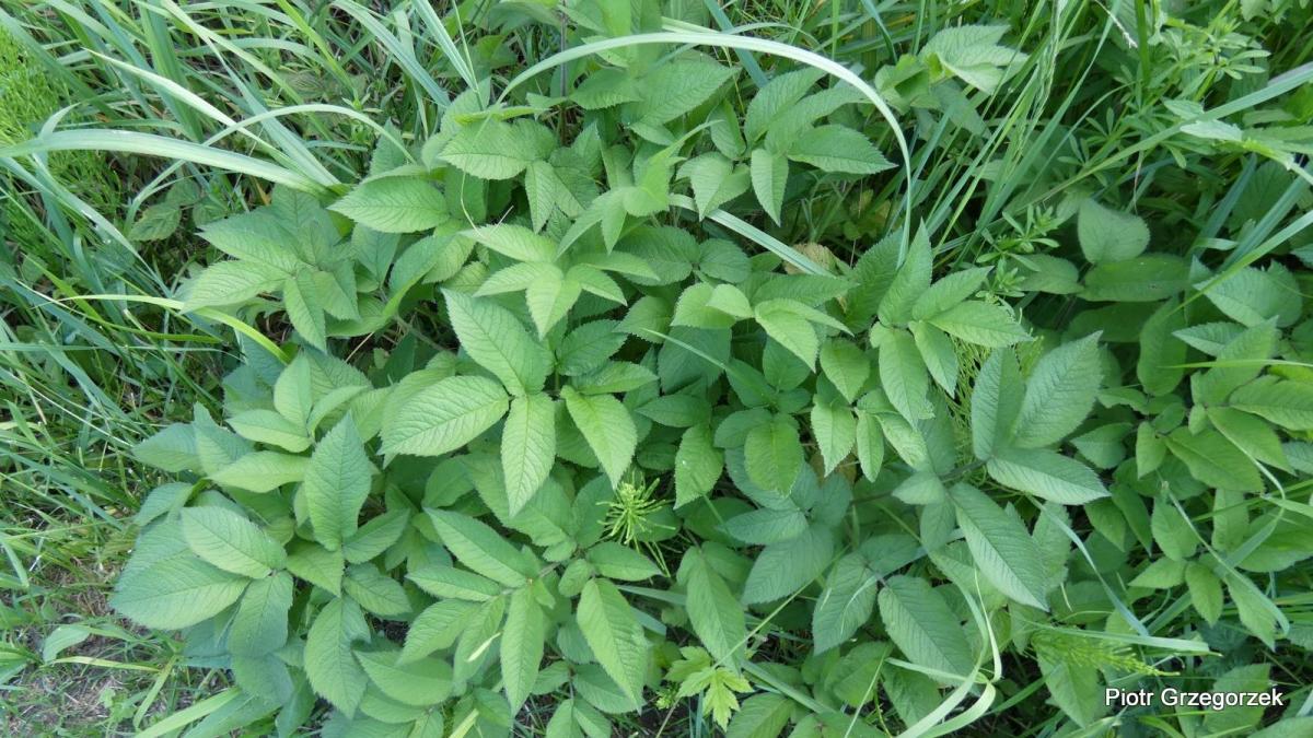 Świerząbek korzenny