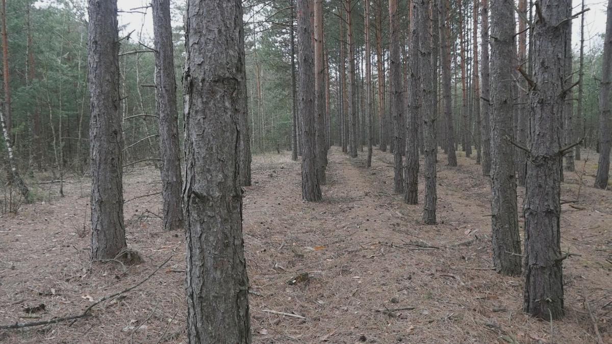 Jaworzno mało znane – Piaskownia
