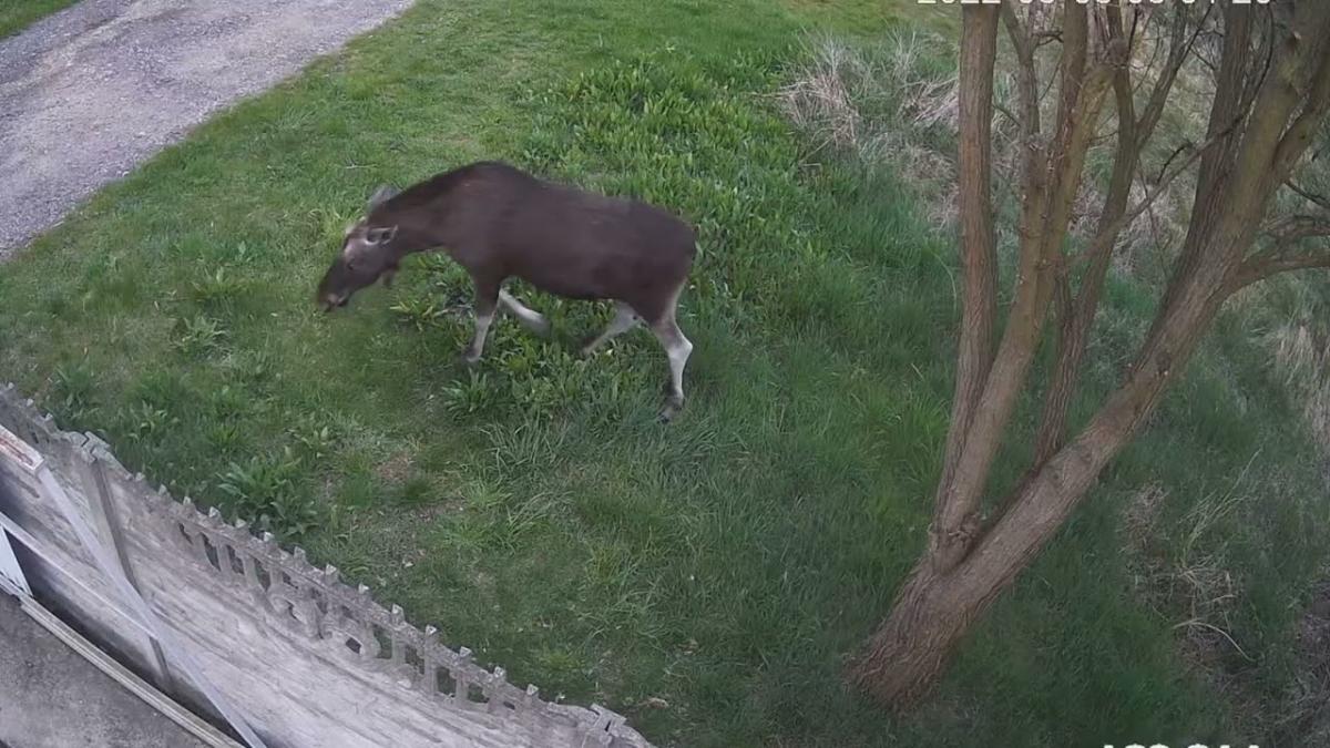 Zoo z dzikimi zwierzętami za płotem. Tak się mieszka w Byczynie. 
