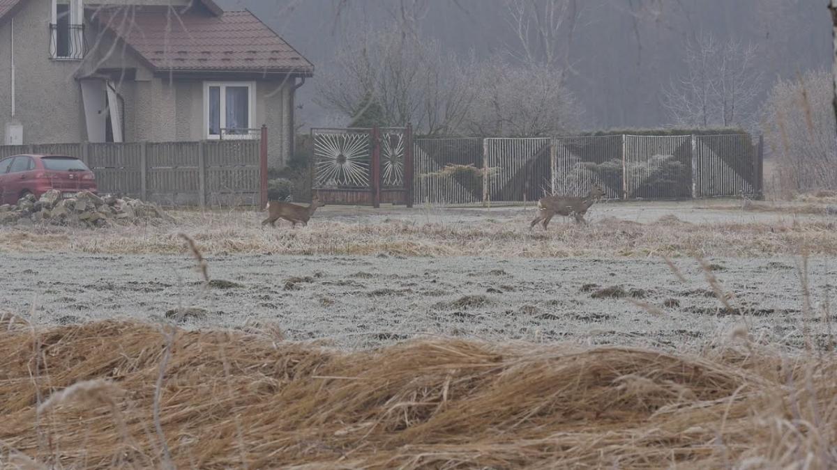Sarny w Jaworznie to piękny widok. Sarnia rodzina widziana na Jeziorkach