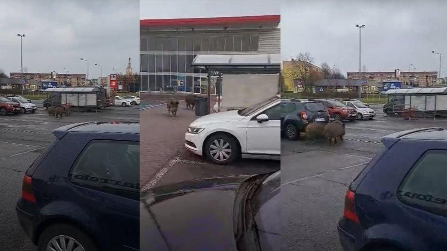 Dziki w Jaworznie 