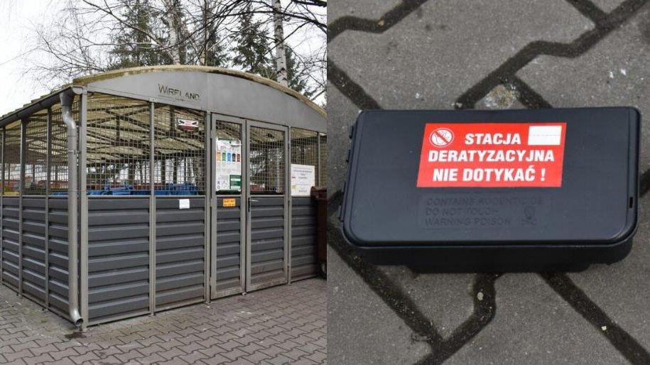 Deratyzacja w Jaworznie trwa. Jak to wygląda w praktyce?