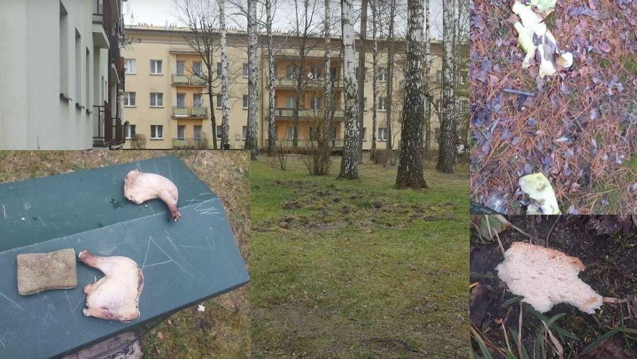 Wyrzucają jedzenie przez okna, a potem dziwią się, że pojawiają się dziki