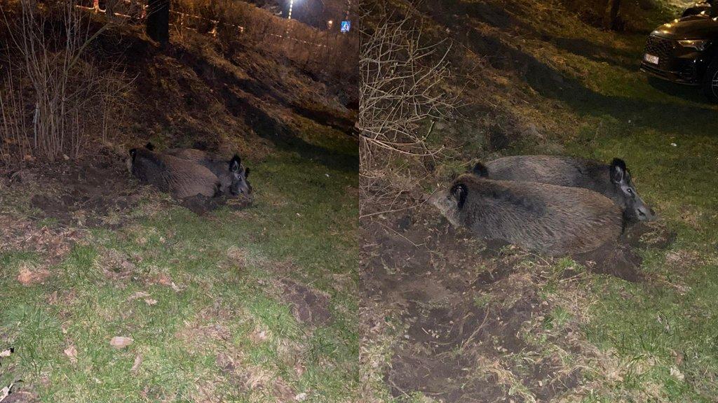 Dzika drzemka pośrodku osiedla mieszkalnego