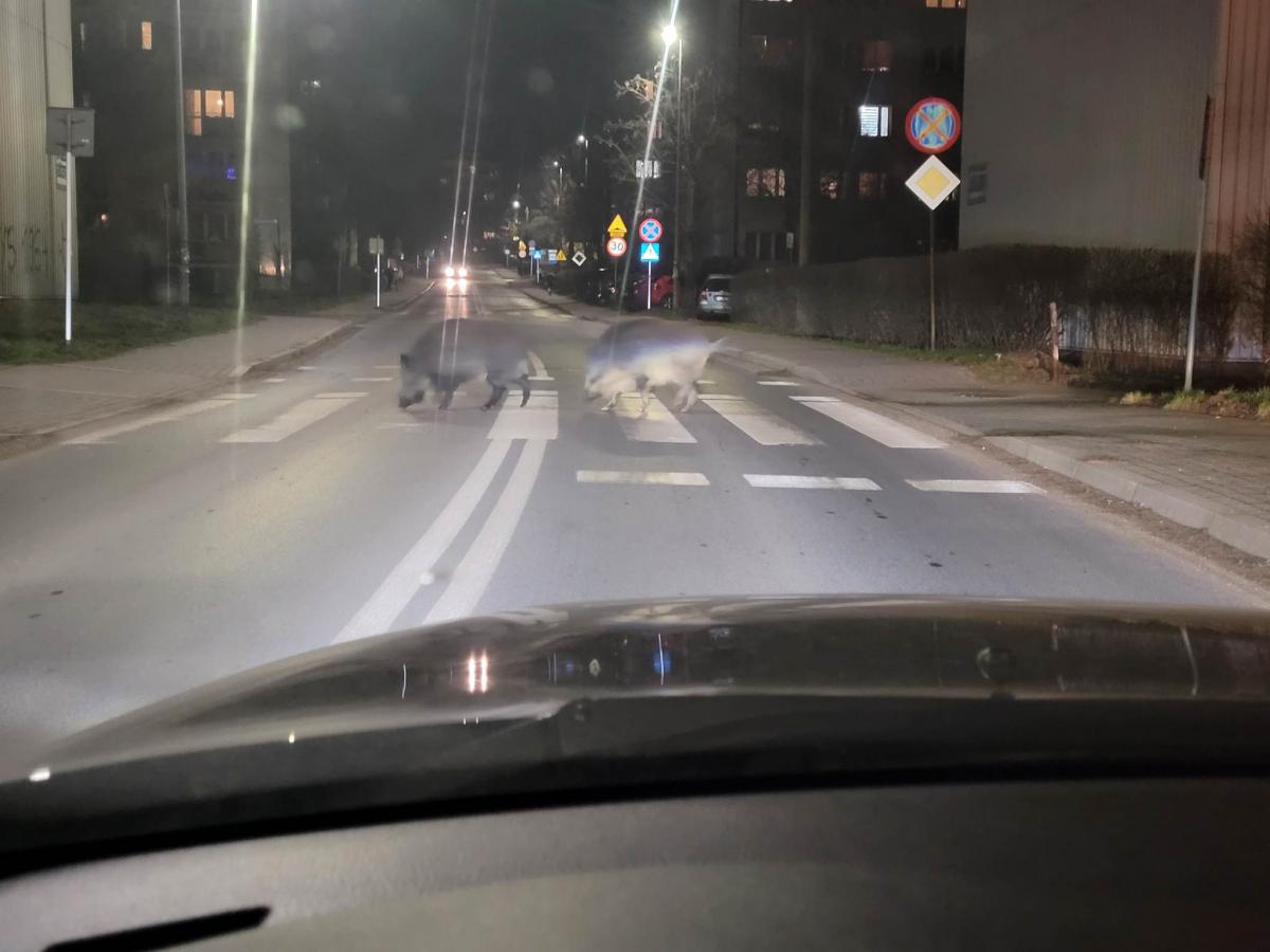 Dziki znają przepisy i korzystają z pasów. Ależ kultura!