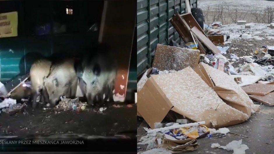 Dziki znowu rozrabiają w Jaworznie. Apel do mieszkańców