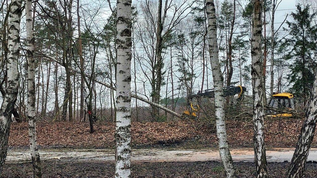 Drzewa padały jedno po drugim. Ruszyła wycinka przy ul. Wojska Polskiego