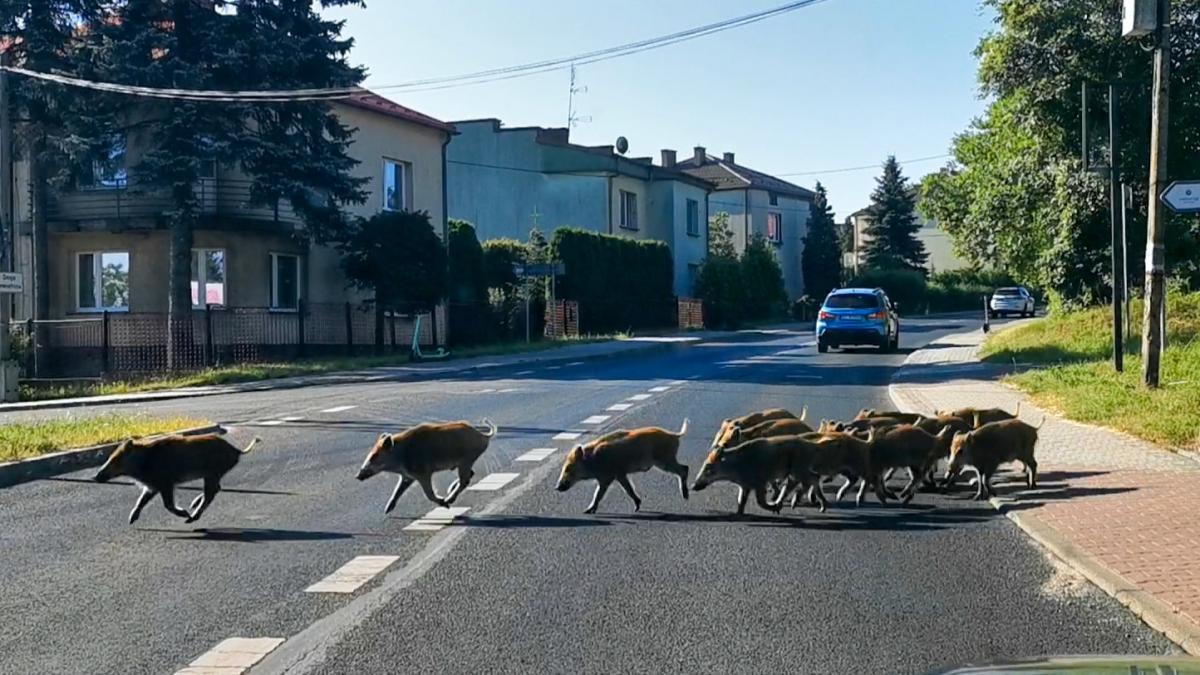 W Jaworznie wprowadzono niebieską strefę Afrykańskiego Pomoru Świń
