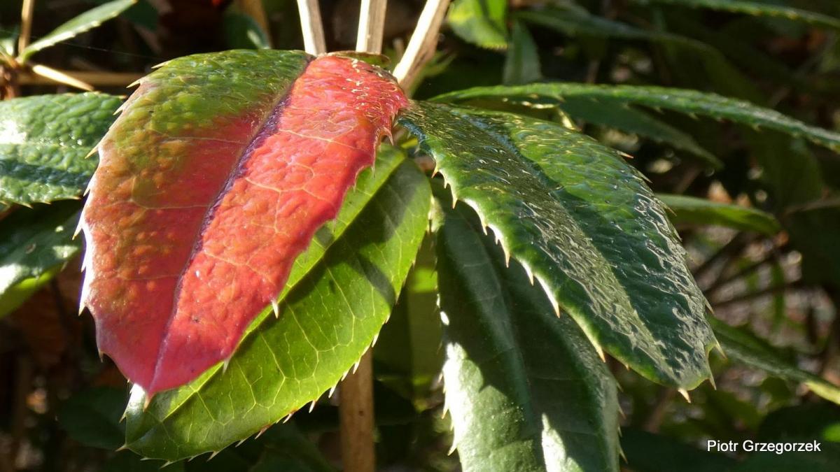 Berberys Julianny