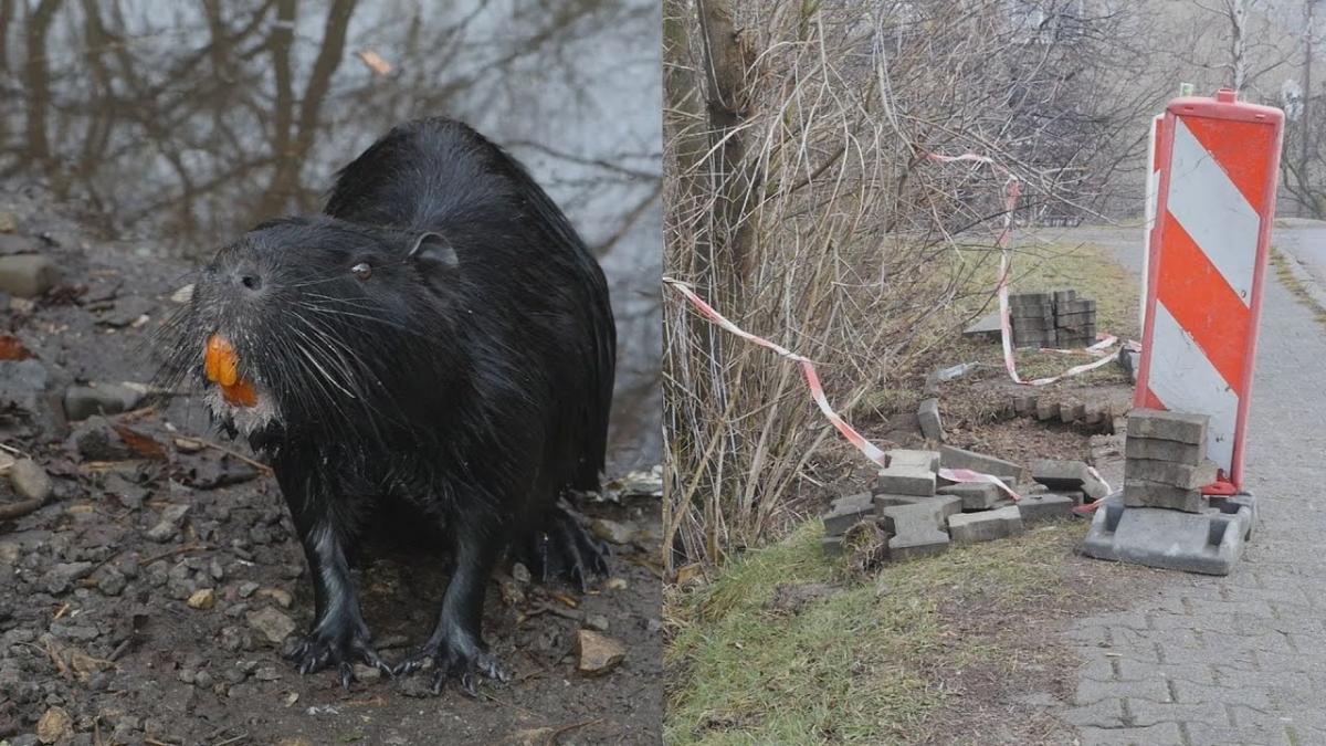 Czy nutrie narozrabiały w Byczynie?