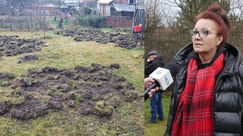 Dziki dewastują kolejną prywatną posesję w mieście. Urząd nie radzi sobie z problemem — mówią mieszkańcy