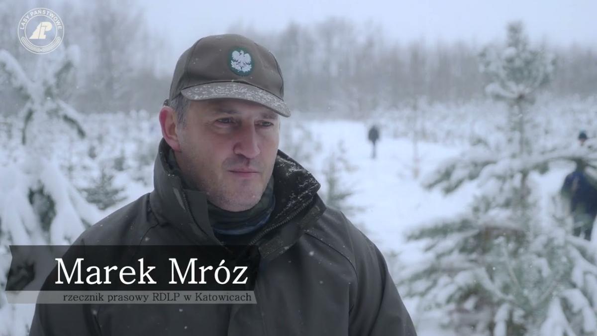 Choinka od leśnika na święta. Film edukacyjny o gospodarce leśnej