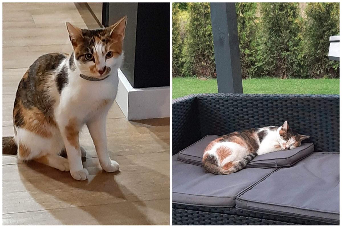 Zaginęła kotka - opiekunowie proszą o pomoc