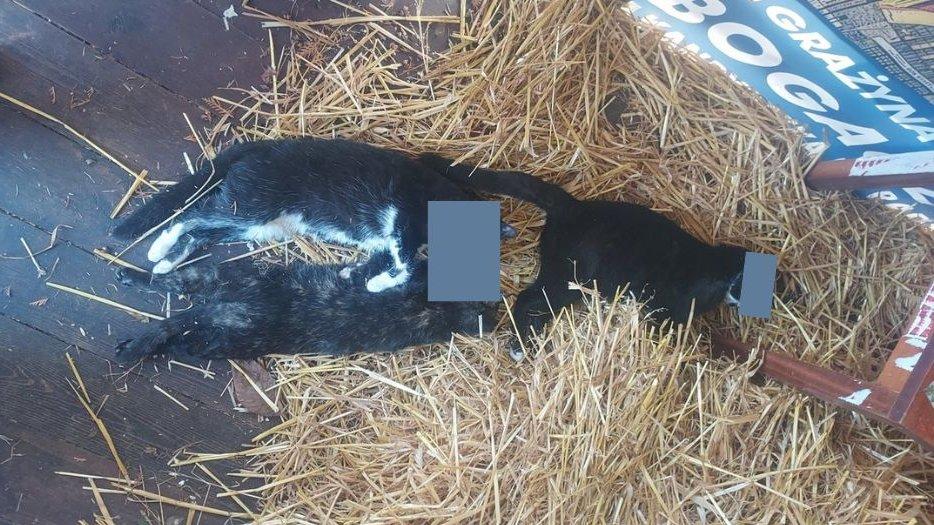 3 otrute, martwe koty znalezione na ROD Stara Huta. Opiekunowie poszukują sprawcy