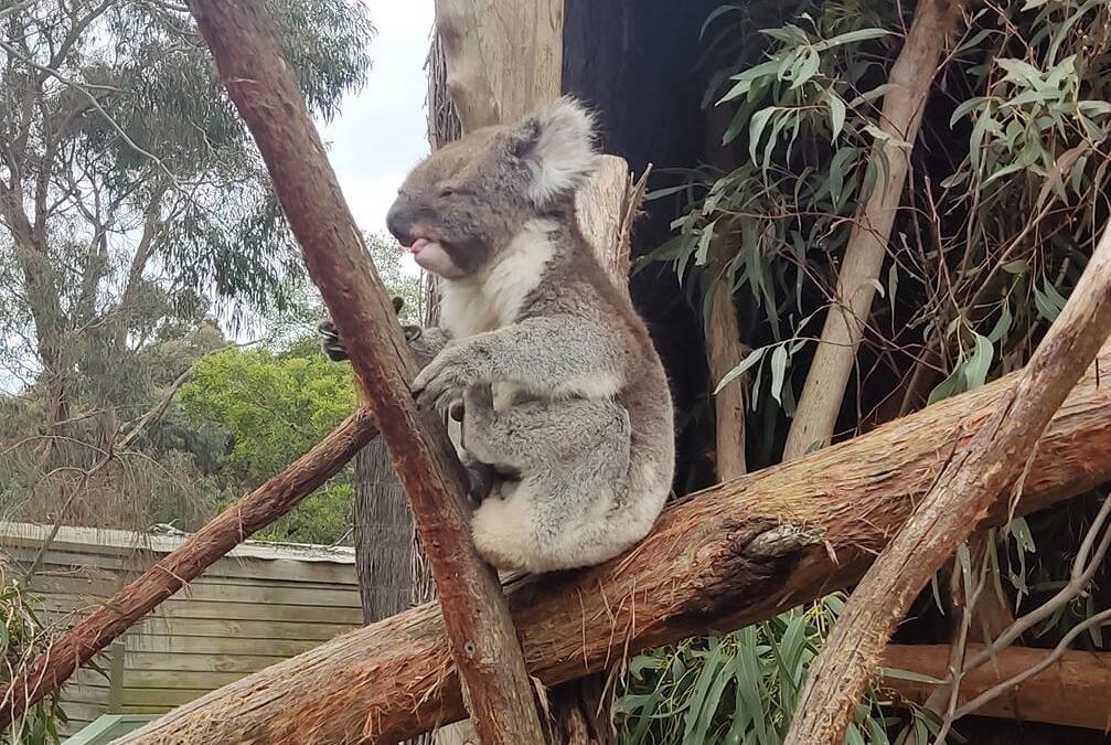 Rowerem przez Australię z Ryszardem Karkoszem. Dzień 84 z 89