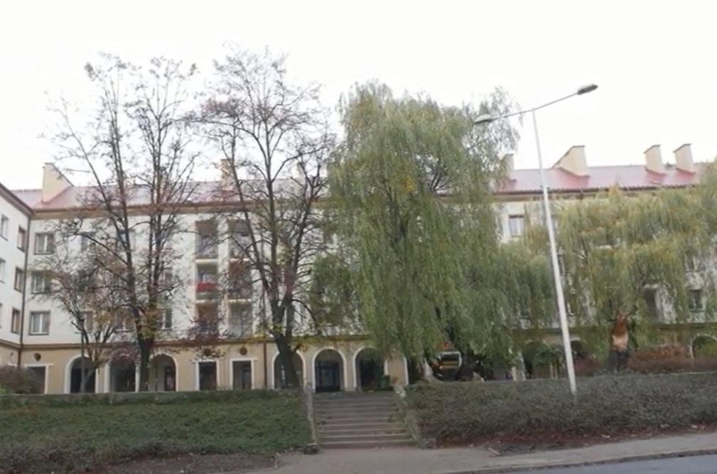 Co z drzewami pod arkadami i na ul. Matejki – odpowiedź Urzędu Miasta