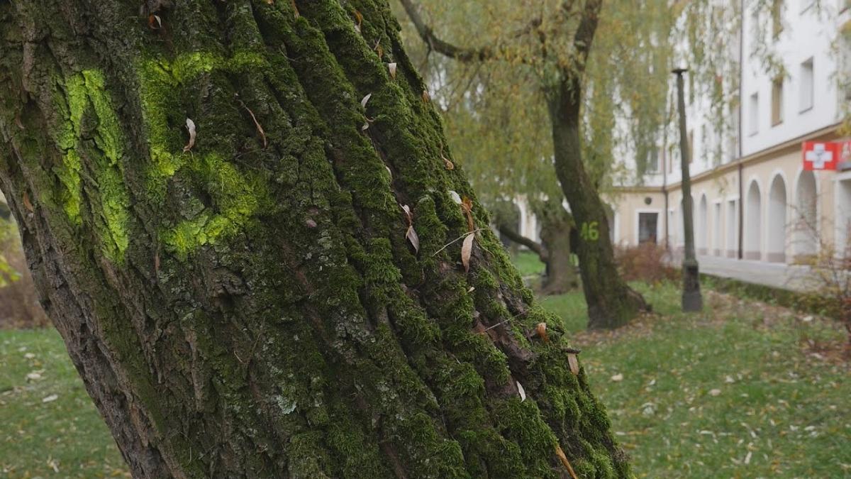Co z drzewami pod Arkadami i na ul. Matejki?