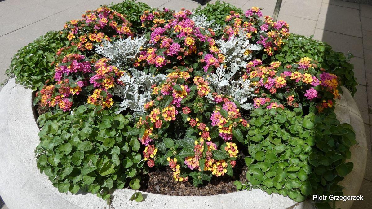 Lantana pospolita