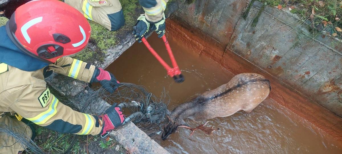 Jeleń zaplątany w druty został uwolniony przez jaworznickich strażaków