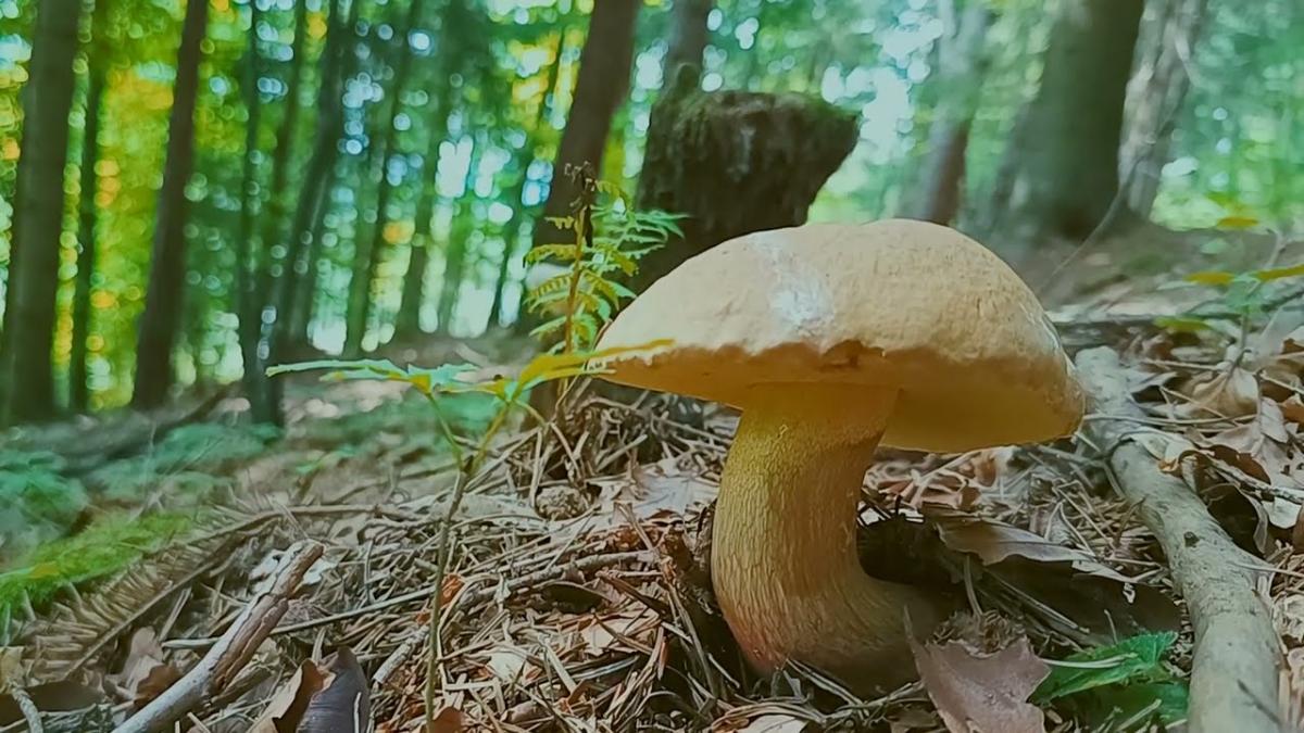 Co daje las? Film edukacyjny o gospodarce leśnej