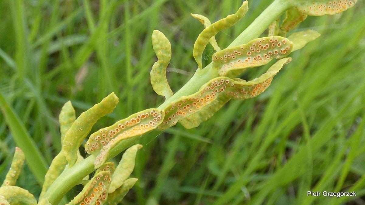 Ecidium