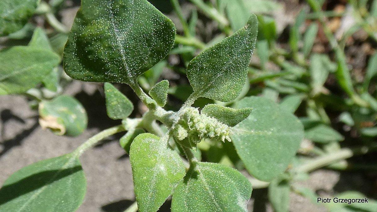 Komosa mierzliwa