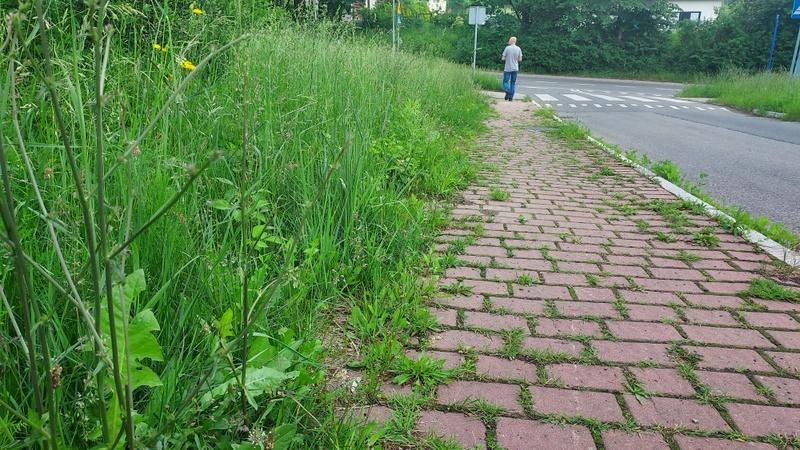 Trawa przy ul. Chełmońskiego ma metr wysokości — skarży się mieszkaniec Jaworzna