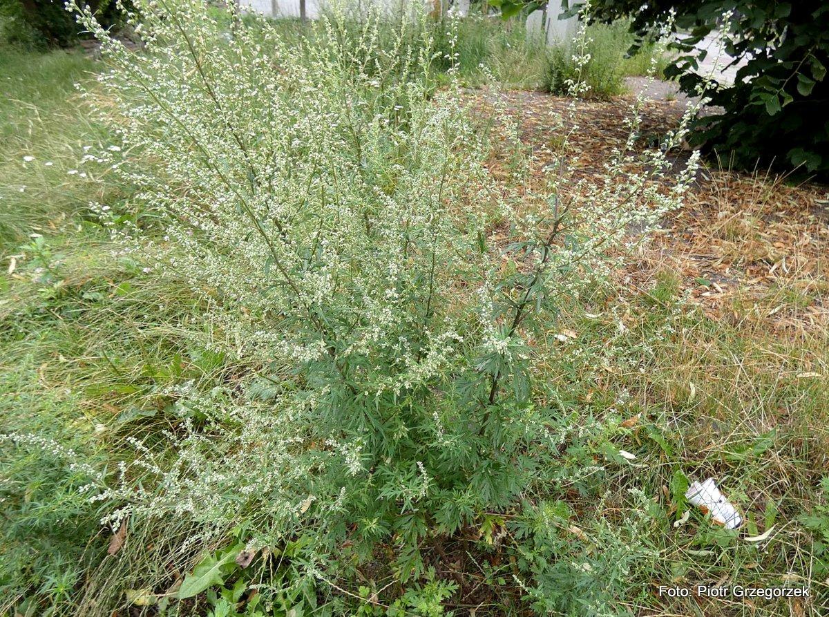 Bylica pospolita