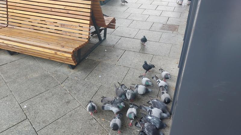Przystanki są zasr... - emocjonalny list miłośniczki Jaworzna