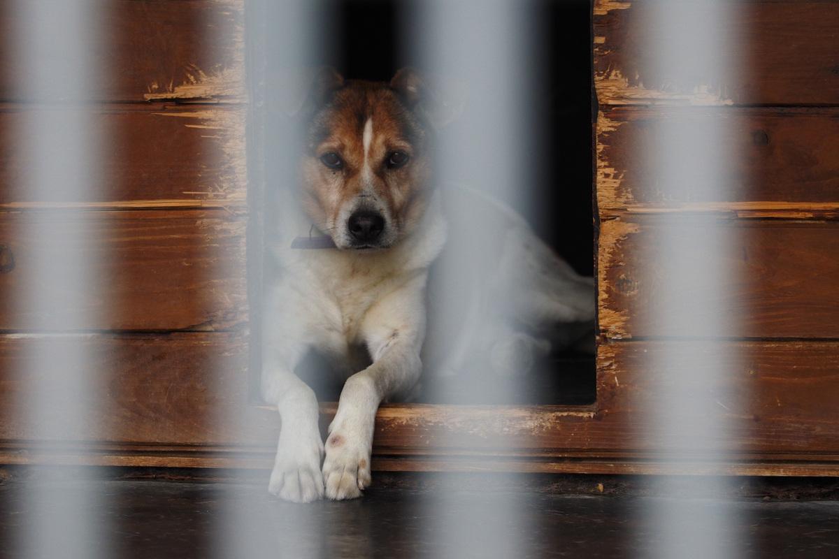 Jak adoptować psa ze schroniska w Chełmku?