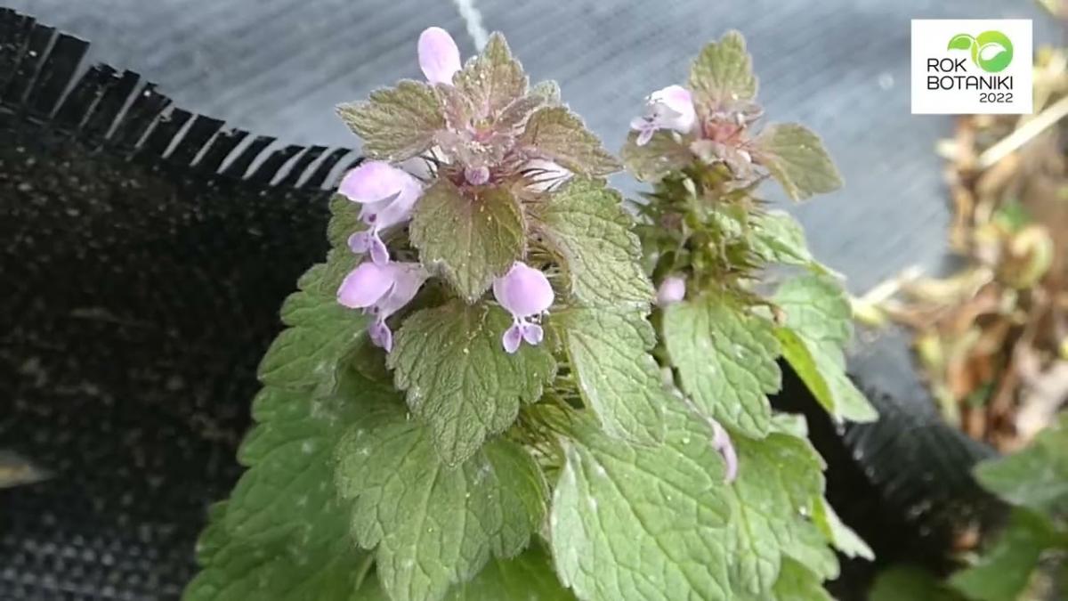 Oto jest jasnota purpurowa