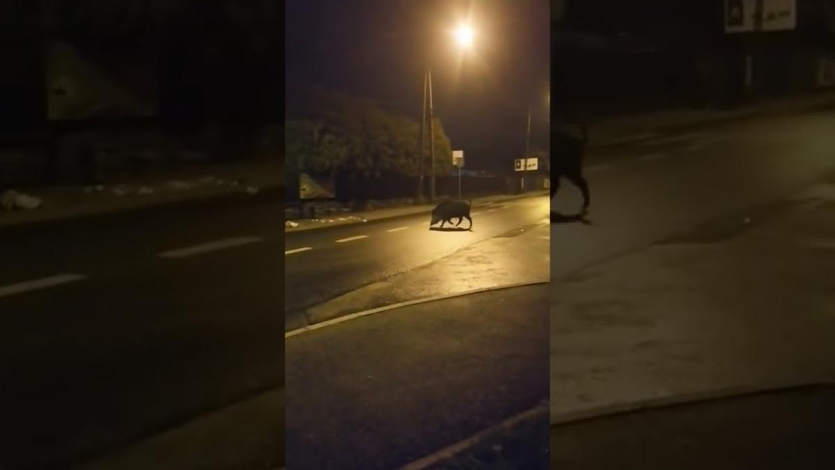 Rodzina dzików wybiera się do kościoła
