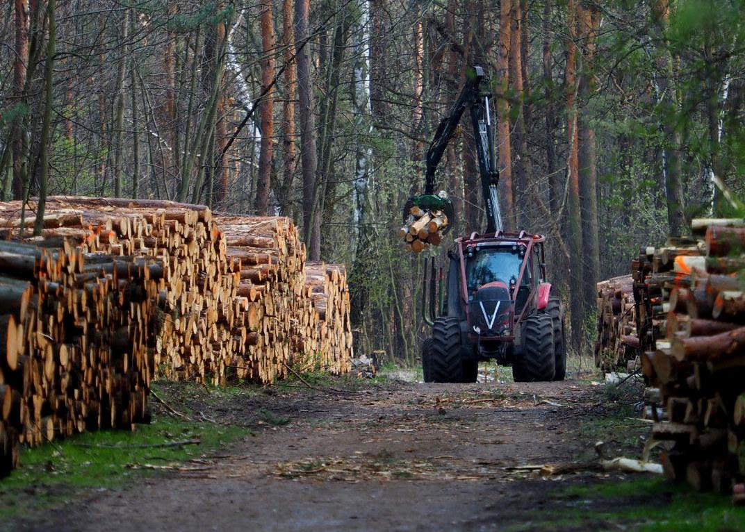 Radna pyta o wycinkę drzew i krzewów przy ul. Braci Gutmanów i Insurekcji Kościuszkowskiej