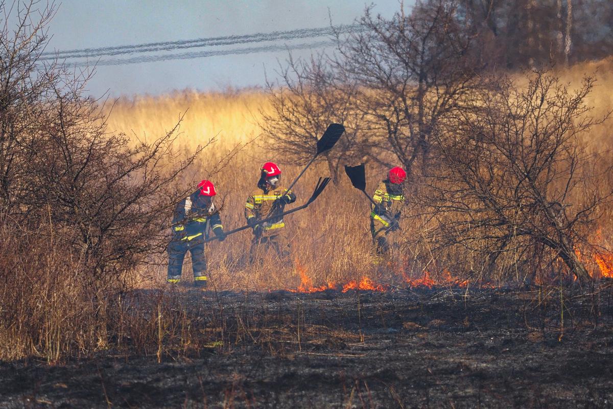 Pożar traw na Osiedlu Gigant gasiło 8 zastępów straży pożarnej