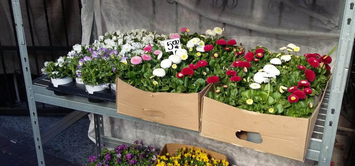 Wiosna na targu. Co można kupić na Małym Rynku i na Kociej?
