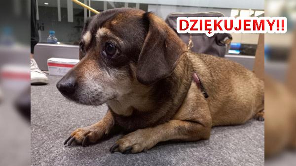 Pies z pociągu odebrany. Szczęśliwy finał historii psa podróżnika