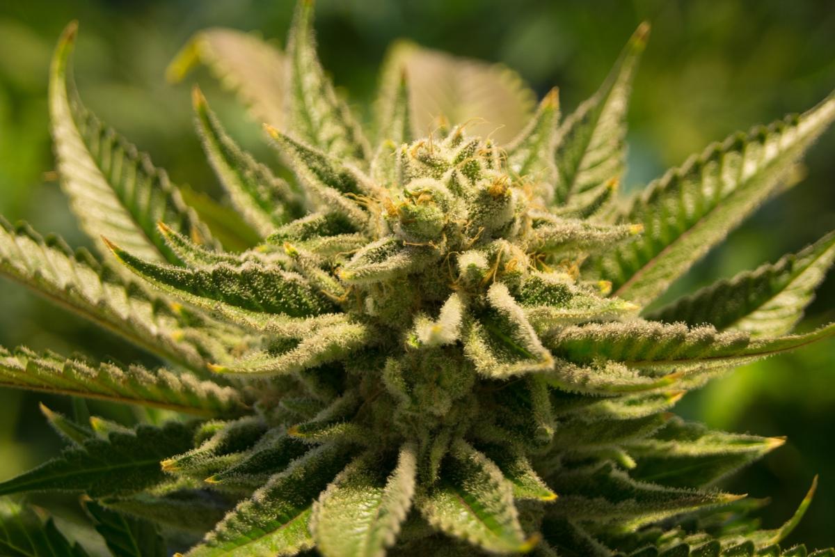 Marihuana – na językach polityków z całego świata