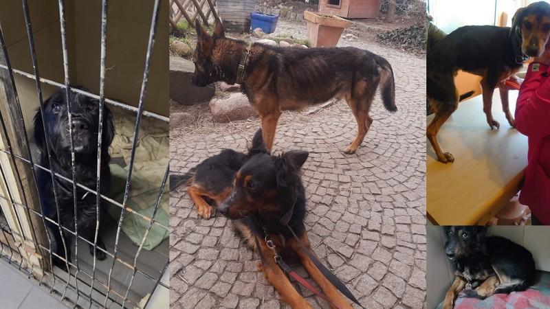 Uratowane psy z Hotelu śmierci czekają na Waszą pomoc!