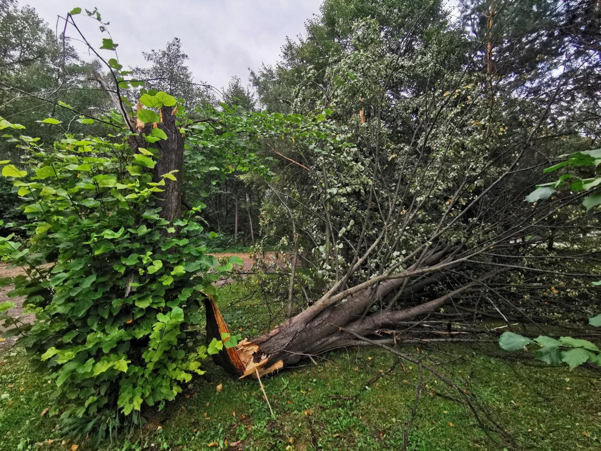 Alert RCB ostrzega przed silnym wiatrem 29 i 30 stycznia